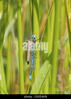 Azure Damselfly - wird von Robber Fly Coenagrion puella Thompson Common, Norfolk, UK IN002738 gefressen Stockfoto