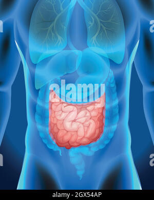 Dünndarm im menschlichen Körper Stock Vektor