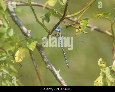 Südlicher Migrant Hawker-Fliege - Männchen in Ruhe Aeshna affinis Canvey,Essex,UK IN002797 Stockfoto