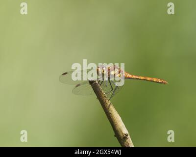 Gewöhnlicher Darter - gehockter Sympetrum striolatum Great Leifhs, Essex, UK IN002912 Stockfoto
