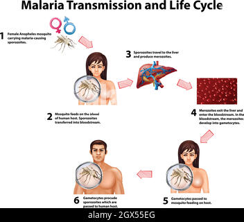 Übertragung von Malaria und Lebenszyklus Stock Vektor