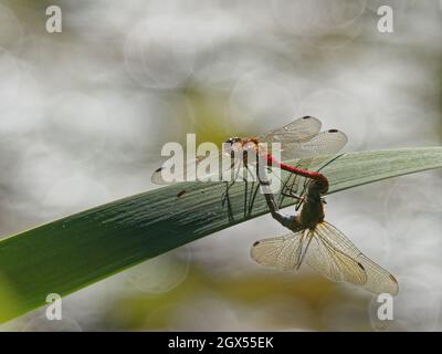 Gemeine Darter-Draglibelle - paarige Paarung Sympetrum striolatum Great Leifhs, Essex, UK IN003081 Stockfoto