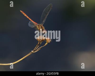 Gemeine Darter-Drachendrache - hochsitzende Sympetrum striolatum Great Leifhs, Essex, UK IN003094 Stockfoto