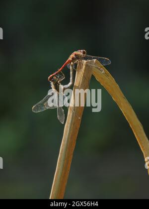 Gemeine Darter-Drachenkatelle - paarige Paarung Sympetrum striolatum Great Lighs, Essex, UK IN003269 Stockfoto