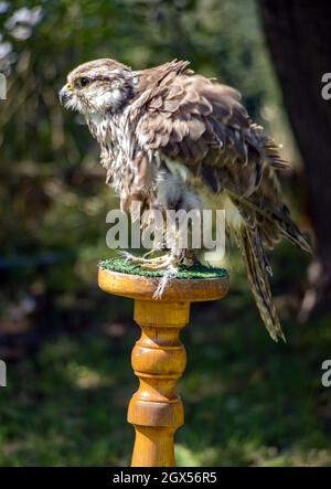 Der Sakerfalke (Falco cherrug) steht auf einem Ständer im Garten Stockfoto