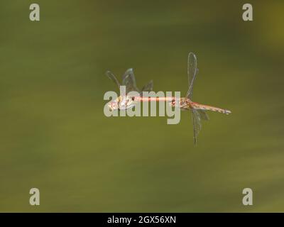 Gemeine Darter Dragonfly - Paar im Flug ovipositing Sympetrum striolatum Great Leifhs, Essex, UK IN003349 Stockfoto