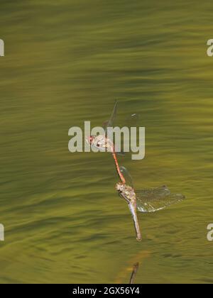 Gemeine Darter Dragonfly - Paar im Flug ovipositing Sympetrum striolatum Great Leifhs, Essex, UK IN003350 Stockfoto