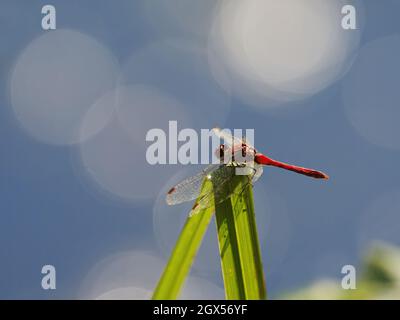 Ruddy Darter Draganfly - Männchen in Ruhe Sympetrum sanguineum Great Leifhs, Essex, UK IN003388 Stockfoto