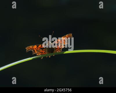 Comma Butterfly Polygonia c-Album Great Leifhs, Essex, UK IN003511 Stockfoto