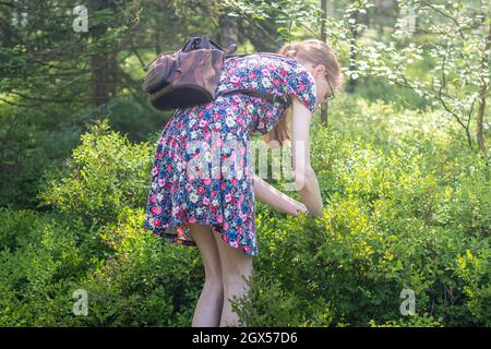 Heidelbeer pflücken - junge Frau im Sommerkleid pflücken Heidelbeeren im Wald Stockfoto