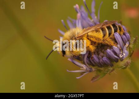 Nahaufnahme einer männlichen Pantaloon-Biene, Dasypoda hirtipes, sitzend Stockfoto