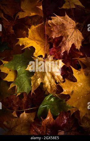 Bunte Herbstblätter mit Regentropfen auf ihnen. Stockfoto