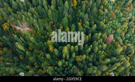 Luftaufnahme von oben nach unten schöne Aussicht über den Wald im Herbst Stockfoto