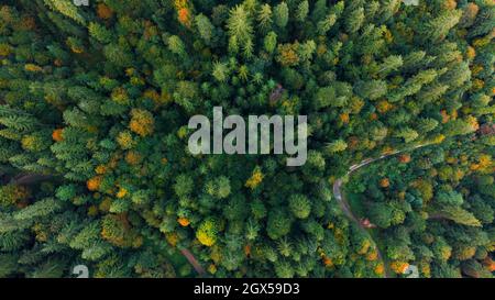 Luftaufnahme von oben nach unten schöne Aussicht über den Wald im Herbst Stockfoto
