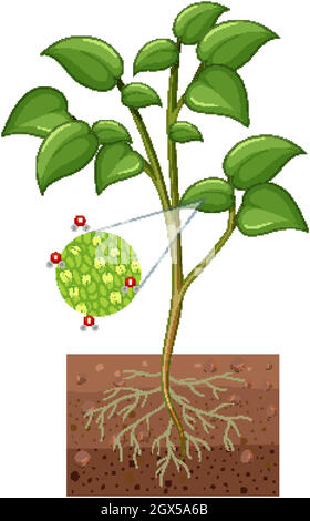 Diagramm mit Stomata und Schutzzelle der Pflanze isoliert auf weißem Hintergrund Stock Vektor