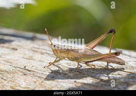 Große Goldschrecke, große Goldschrecke, Goldschrecke, Weibchen, Chrysokraon dispar, Große Goldgrasschrecke, weiblich, Le criquet des Clairières Stockfoto