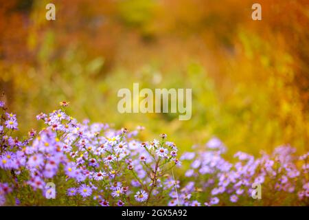 Symphyotrichum dumosum, Reisknopf-Aster oder buschiger Aster, Aster alpinus oder Alpine Aster lila oder lila Blüten vor dem Hintergrund des Herbstwaldes. Au Stockfoto