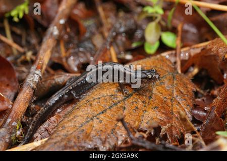 Eine dunkle Phase des Western-redback-Salamanders, Plethodon-Fahrzeug, das auf einem Blatt im Staat Washington sitzt Stockfoto