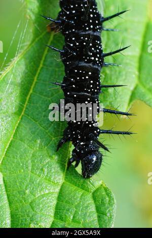 Vertikale Nahaufnahme einer schwarzen Raupe von Inachis io, dem Pfauenschmetterling, der auf einem grünen Blatt ihrer Hauptwirtspflanze isst, Brennnesseln, Urtica diocia Stockfoto