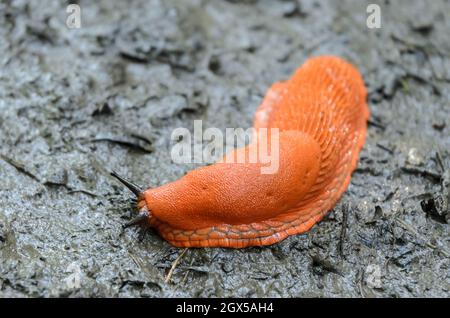 Rote Schnecke, Arion rufus, auch bekannt als große rote Schnecke, Schokolade arion und europäische rote Schnecke, Deutschland, Europa Stockfoto