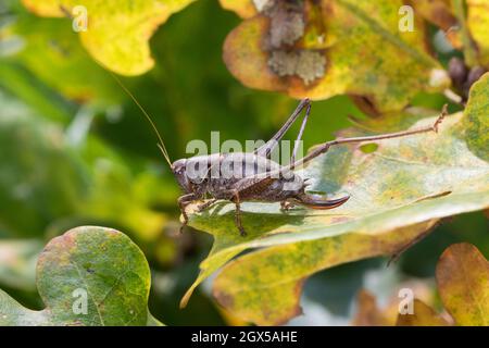 Glückliche Strauchschrecke, Gemeine Strauchschrecke, Strauchschrecke, Weihnachten, Pholidoptera griseoaptera, Dunkles Buschkricket, dunkles Buschkricket, Female Stockfoto