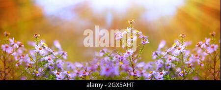 Symphyotrichum dumosum, Reisknopf-Aster oder buschiger Aster, Aster alpinus oder Alpine Aster lila oder lila Blüten vor dem Hintergrund des Herbstwaldes. Au Stockfoto