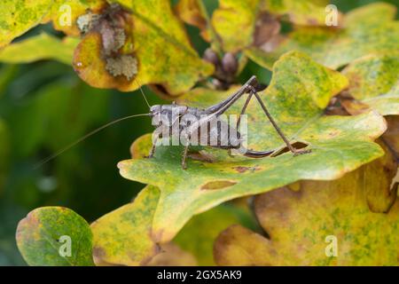 Glückliche Strauchschrecke, Gemeine Strauchschrecke, Strauchschrecke, Weihnachten, Pholidoptera griseoaptera, Dunkles Buschkricket, dunkles Buschkricket, Female Stockfoto