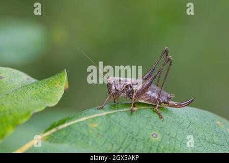 Glückliche Strauchschrecke, Gemeine Strauchschrecke, Strauchschrecke, Weihnachten, Pholidoptera griseoaptera, Dunkles Buschkricket, dunkles Buschkricket, Female Stockfoto