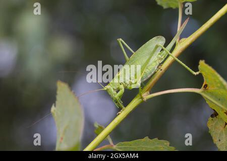 Zwitscherschrecke, Zwitscher-Heupferd, Weibchen mit Legebohrer, Zwitscherheupferd, Zwitscher-Schrecke, Heupferd, Tettigonia Cantans, zuckend grün b Stockfoto