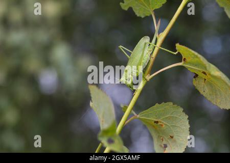 Zwitscherschrecke, Zwitscher-Heupferd, Weibchen mit Legebohrer, Zwitscherheupferd, Zwitscher-Schrecke, Heupferd, Tettigonia Cantans, zuckend grün b Stockfoto