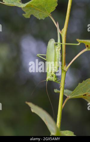 Zwitscherschrecke, Zwitscher-Heupferd, Weibchen mit Legebohrer, Zwitscherheupferd, Zwitscher-Schrecke, Heupferd, Tettigonia Cantans, zuckend grün b Stockfoto