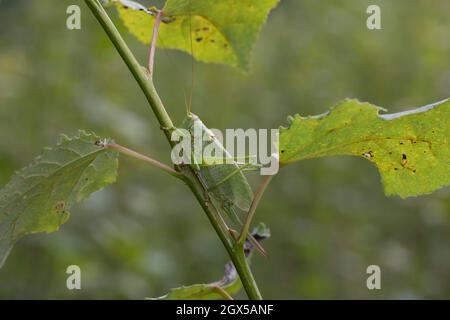 Zwitscherschrecke, Zwitscher-Heupferd, Weibchen mit Legebohrer, Zwitscherheupferd, Zwitscher-Schrecke, Heupferd, Tettigonia Cantans, zuckend grün b Stockfoto