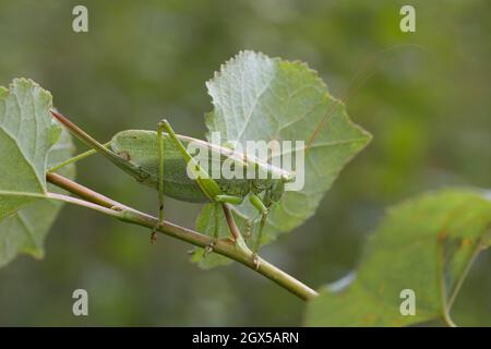 Zwitscherschrecke, Zwitscher-Heupferd, Weibchen mit Legebohrer, Zwitscherheupferd, Zwitscher-Schrecke, Heupferd, Tettigonia Cantans, zuckend grün b Stockfoto