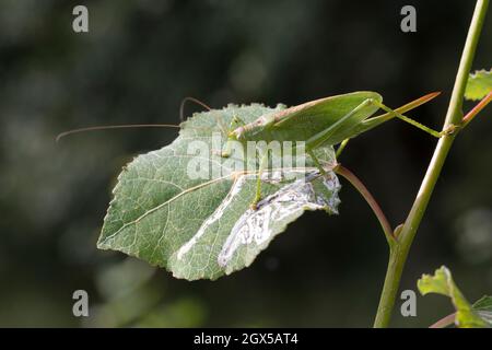 Zwitscherschrecke, Zwitscher-Heupferd, Weibchen mit Legebohrer, Zwitscherheupferd, Zwitscher-Schrecke, Heupferd, Tettigonia Cantans, zuckend grün b Stockfoto