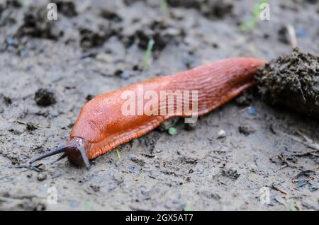 Rote Schnecke, Arion rufus, auch bekannt als große rote Schnecke, Schokolade arion und europäische rote Schnecke, Deutschland, Europa Stockfoto