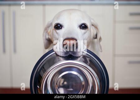 Der niedliche labrador Retriever trägt eine Hundeschale im Mund. Hungriger Hund mit traurigen Augen wartet in der heimischen Küche auf die Fütterung. Stockfoto