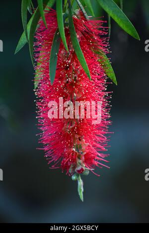 Weinende Flaschenbürste Blume. Melaleuca viminalis. Stockfoto