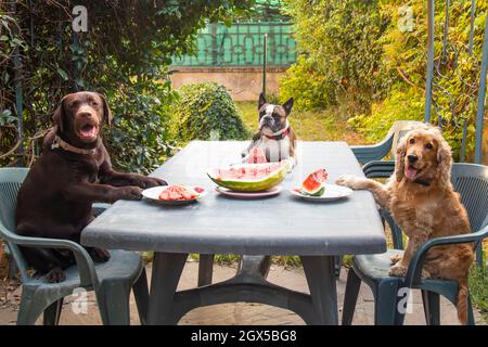 Drei Hunde, Labrador, Cocker Spaniel und Boston Terrier an einem großen Tisch, der Wassermelone im Garten isst, Comic-Foto Stockfoto