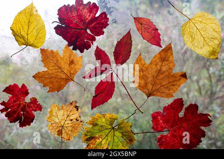 Bunte Blätter als Symbol für den kommenden Herbst.Bunte Herbstblätter am Fenster bei Regen Stockfoto