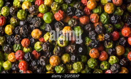 Halbgetrocknete schwarze Pfefferkörner, Trocknungsprozess von würzigen und Gewürzbestandteil Closeup Makro Stockfoto