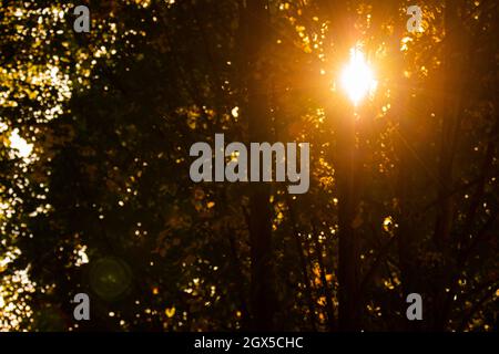 Sonnenstrahlen, die sich durch das dichte Herbstlaub im Park ziehen Stockfoto