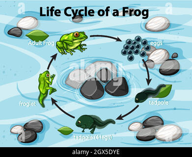 Diagramm mit Frosch-Lebenszyklus Stock Vektor