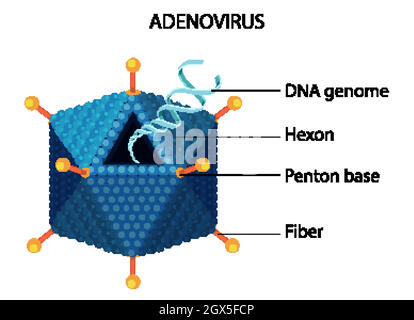 Adenovirus-Strukturdiagramm auf weißem Hintergrund Stock Vektor