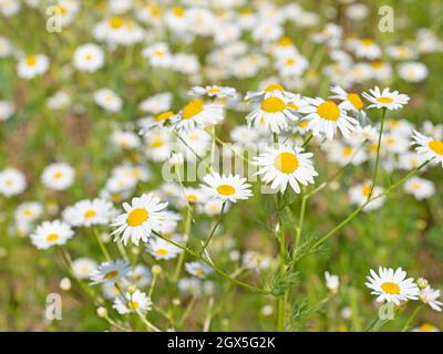 Blühende Kamille, Matricaria-Kamille Stockfoto