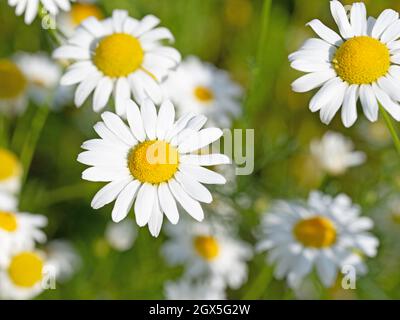 Blühende Kamille, Matricaria-Kamille Stockfoto
