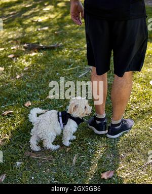 Netter Pudel-Welpe mit schwarzem Geschirr, der seinem Besitzer auf einem Spaziergang im Park folgt. Vertikal Stockfoto