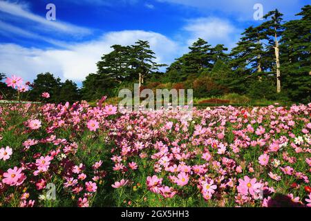 Schöne Landschaft von Cosmos bipinnatus (Gartenkosmos, mexikanischer Aster) Blumen, viele rosa Blumen, die im Feld bei sonnigem Sommer blühen Stockfoto