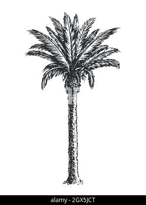 Skizze der Palme isoliert auf weißem Hintergrund. Handgezeichnete Vektorgrafik Stock Vektor