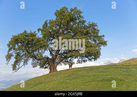 In Venon, an den ersten Hängen des Belledonne-Gebirges, wächst eine Eiche, die allen bekannt ist und wahrscheinlich der am meisten fotografierte Baum der französischen Alpen. Stockfoto