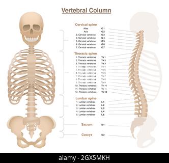 Skelett mit Wirbelsäule, Thorax, Beckenknochen und Schädel - beschriftete Wirbelsäulengrafik mit Namen und Nummern der Wirbel - Abbildung auf Weiß. Stockfoto